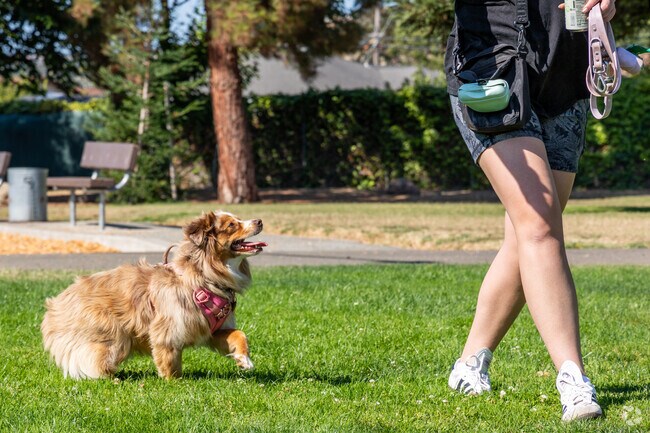 Many Upper Bal dog owners enjoy taking their furry friends to Toyon Park for exercise.