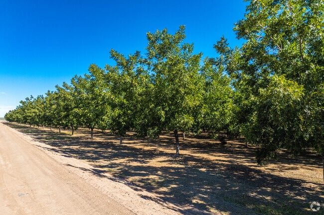 Rows and rows of pecan trees can be found in the many orchards in La Mesa.