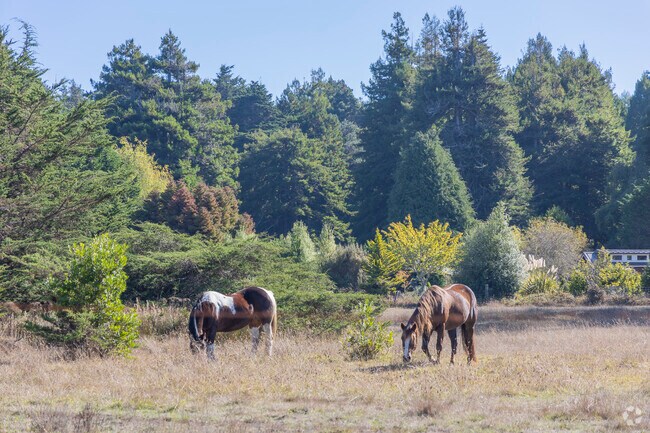 Some of the homes in the outskirts of Fort Bragg have larger farm lots with animals.