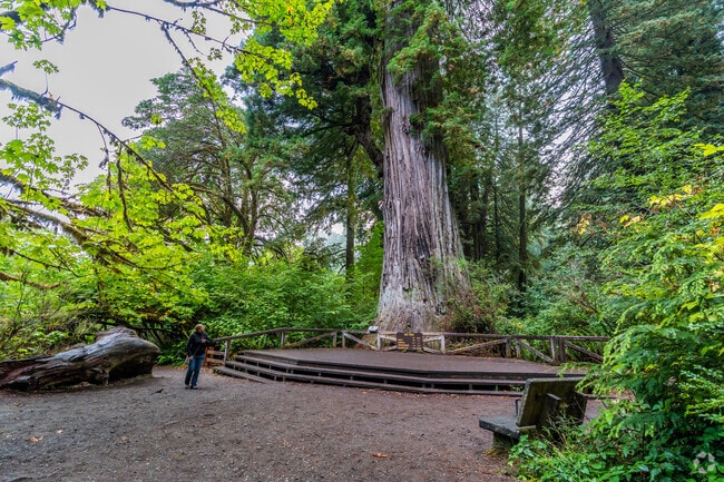 The Redwood National Park is home to some of the world's tallest trees.