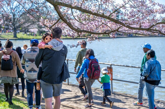 Don't miss out on the once a year Cherry Blossom Festival on the Tidal Basin in Southwest DC.