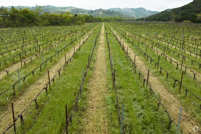 The Grape Vines are a Large Part of the Wine Industry Here in Bonsall California