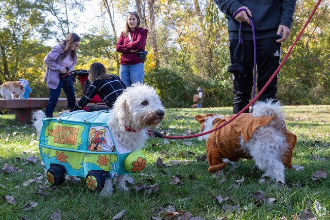 Find Scooby and the gang at the Annual Dog Halloween Costume Contest.