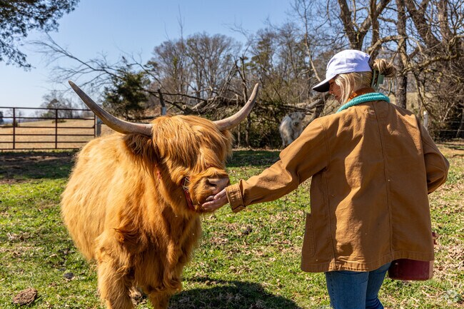 Pet and feed Scottish Highland Cows at Cedar Pond Farms in Jefferson City.