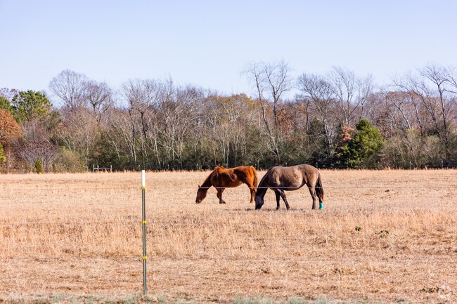 You will find an abundance of horses grazing in Ready Crossing.