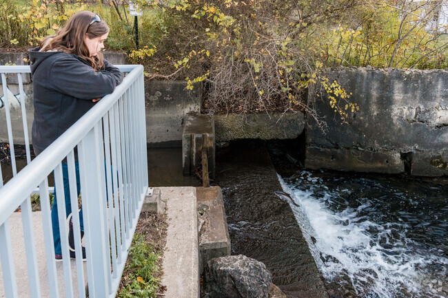 You can watch trout jumping up creeks in Avonia during October.