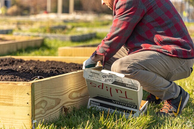 Hampton Heights residents plant tulips in the fall to rise in the Spring at Heritage Green.
