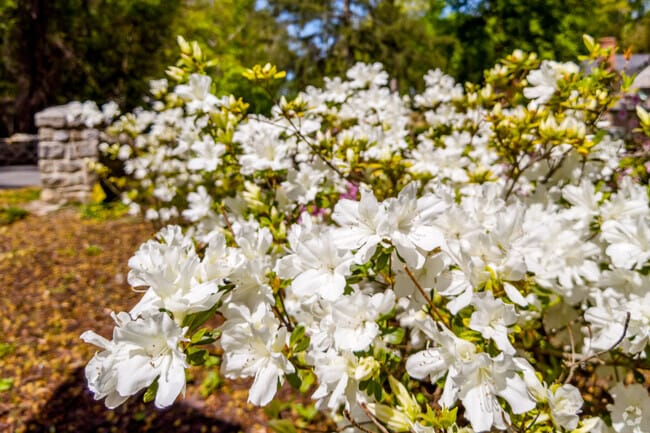 Beautiful foliage blooms during the spring months in Manor Park.