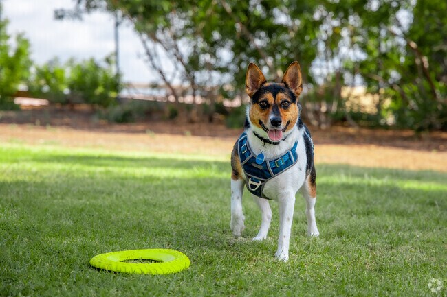 With a consistent, pleasant climate in Clairemont Mesa West, dog ownership rates are high.