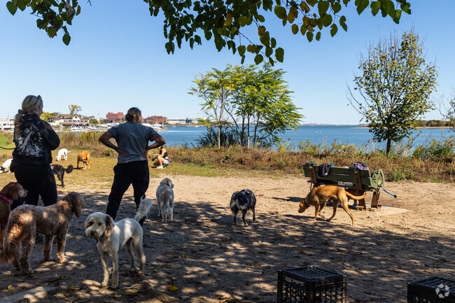 Pups and people enjoy spending time at Dorchester Shores Reservation in Fields Corner East.