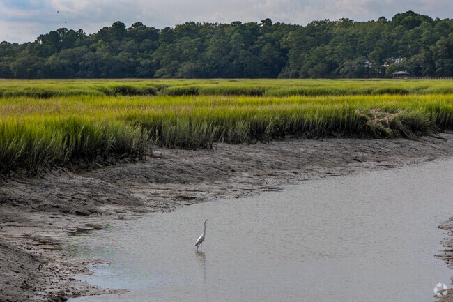 Birds hunt at low tide for crabs and small fish.