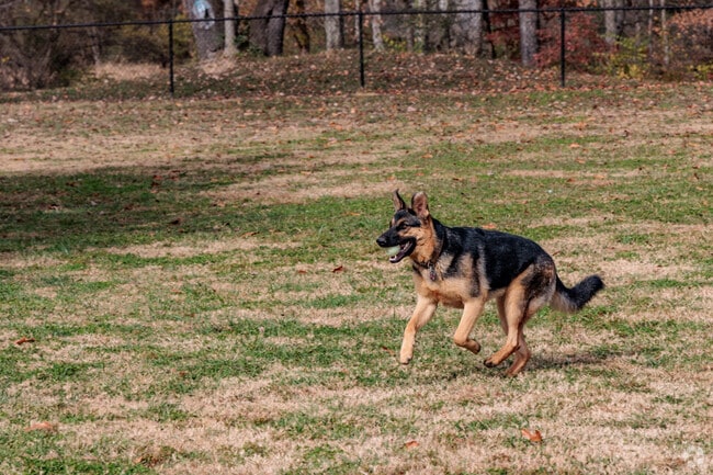 Central Bark Park is a great place to enjoy some outside playtime with your dog.