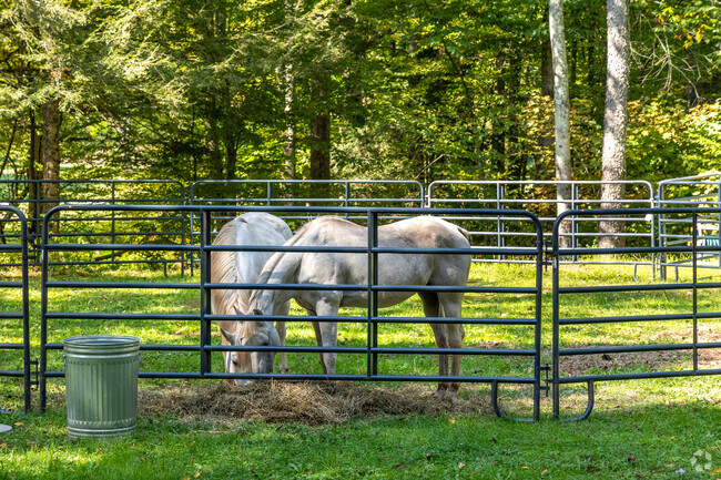 Horses graze peacefully in the tranquil environment of Lewis Township, PA.