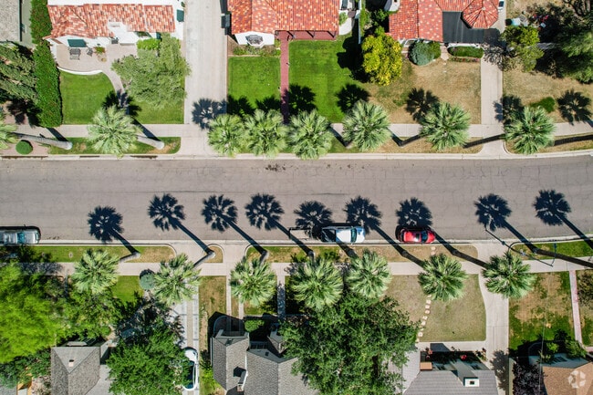 The palm-lined streets of Willo create a picturesque canopy that defines the neighborhood's historic charm.