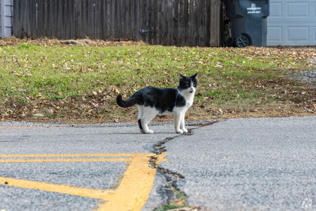 Pets are welcomed all around Lexington.