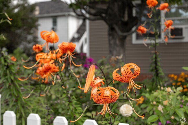 Beautiful flowers are grown at many houses in the Jessup neighborhood.
