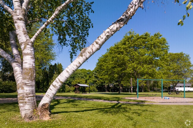 The large birch tree and playground at Meadows Park in Middleton.