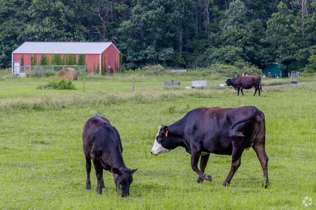 Animals and livestock roam freely in Nesco.