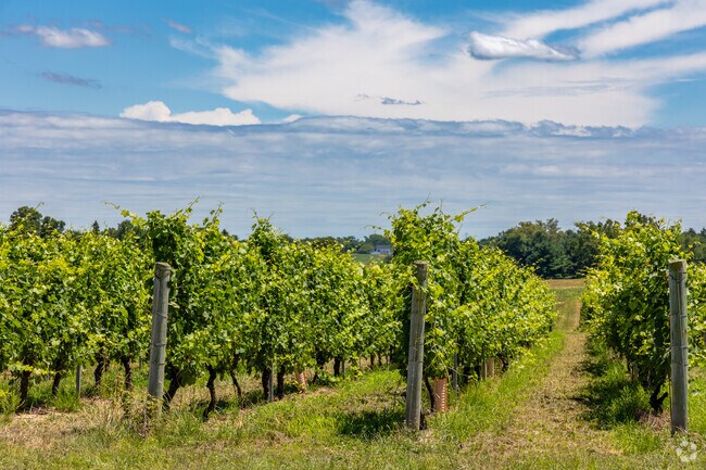 Vineyards line may of the roads through Harrison Township.