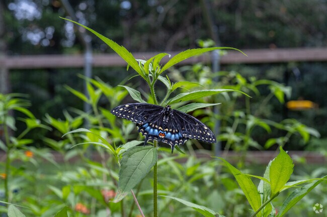 There are numerous species of butterflies to observe at the Beaver Creek Reserve butterfly house.