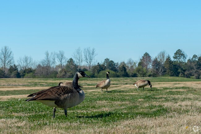 Local wildlife enjoy the expansive green spaces spread across Yorkmount.