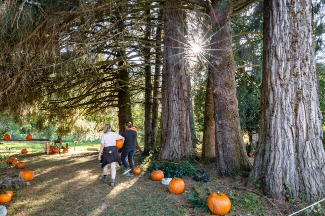 Walk the pumpkin trail to find your favorite gourd at the Blackberry Bog in Svensen.