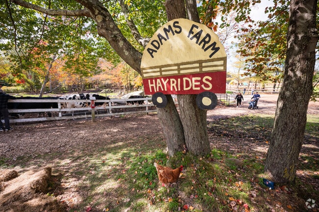 Adams Farm offers a petting zoo, hayrides, and other activities to Plainville residents.