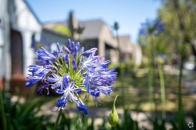 Lily of the Nile adds color to Burlingame Gardens.