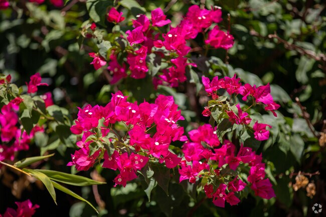 Bougainvillea's are a Limberlost staple due to their drought tolerance.