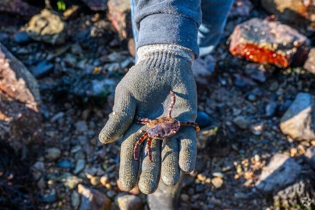 Locals seek out fresh shellfish at Jamestown's beaches.