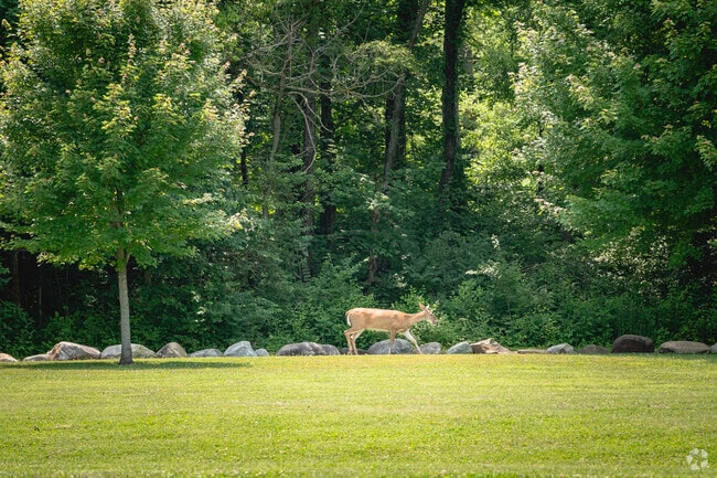 You will see wildlife in the more rural areas of Markleville.