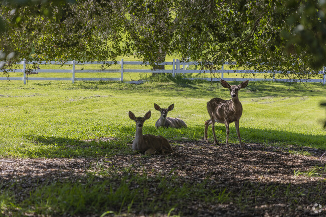 You never know what kind of wildlife you might stumble upon in Pine Creek.