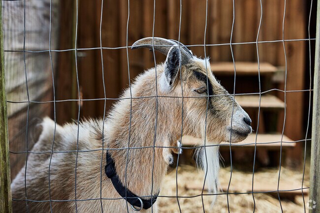 Goats and chickens are just a few of the animals residing on the Academe of the Oaks campus.
