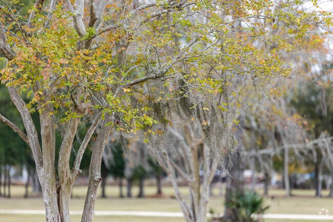 Spanish moss appears farther north here than in typical Louisiana swamps.