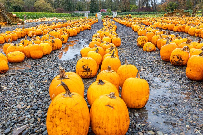 Colorful pumpkins line the rustic display at Mosby Farms, creating a festive autumn atmosphere.