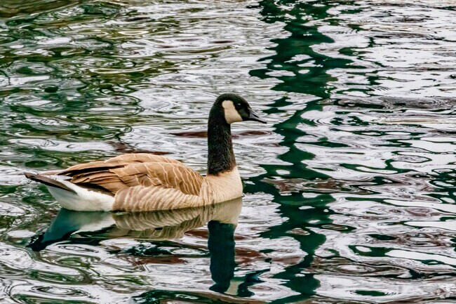 Enjoy nature and the geese at one of the many parks near downtown Turlock.
