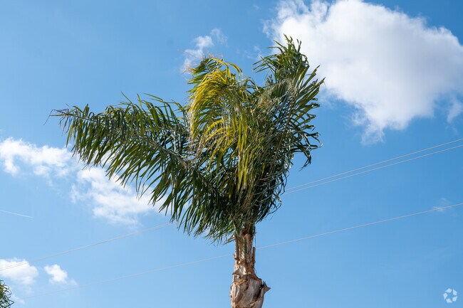 Palm trees enhance the distinct character and ambiance of the Edison community.