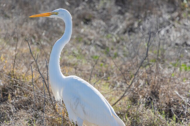 American Canyon's wetlands are a protected bird sanctuary.