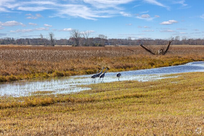 You won't have to travel far to see wildlife visitors like sandhill cranes around Corcoran.