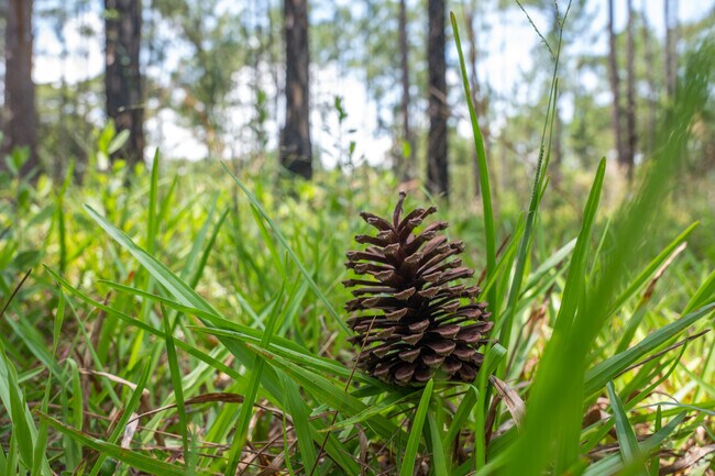Residents of Meridan Park can explore miles of nature trails at the Isle of Pine Preserve Trailhead.