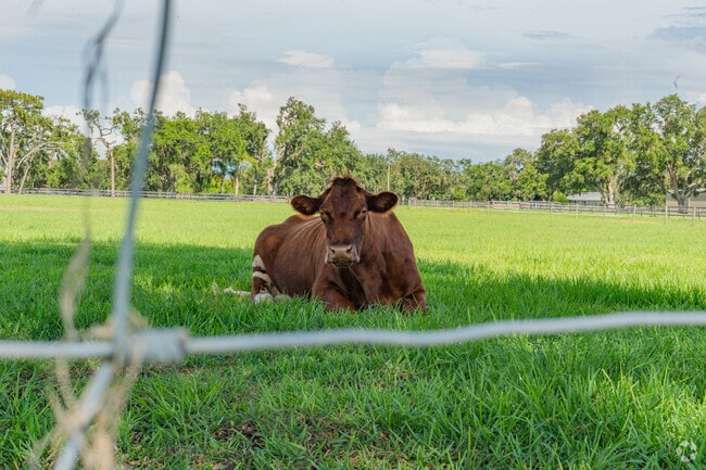 You can hang out with the local wildlife at Myakka River State Park.