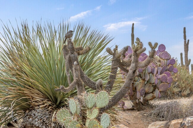A bird stands atop a cholla cactus in the Sonoran Desert in Legend Trail.
