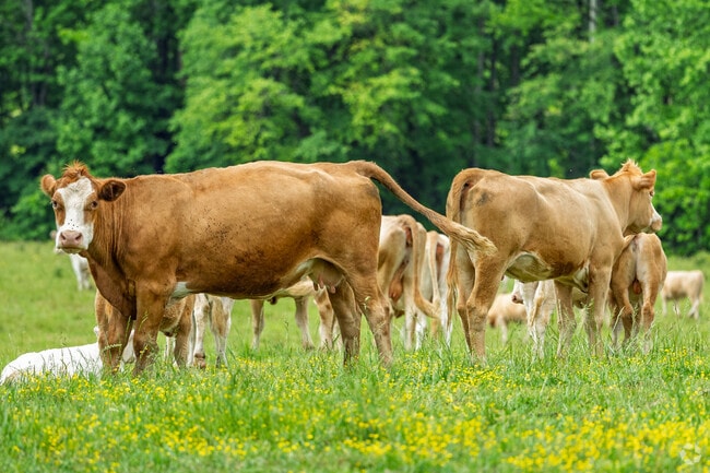 Cattle graze peacefully on green pastures just outside Liberty, North Carolina.