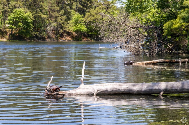 These turtles bask in the warm summer sun at Myles Standish State Forest in Carver.