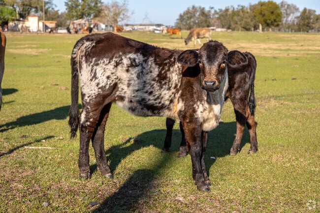 There are many cattle farms in Oakridge Estates.