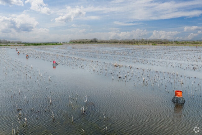 Local farms in Eunice provide crawfish for festivals, restaurants, and seafood markets.