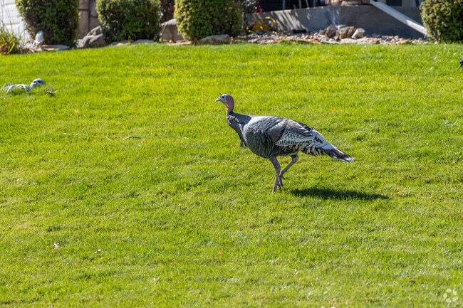 Deer, turkeys, and occasional black bears roam near The Woodlands.