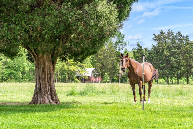 You don't have to go far to see horses and other farm animals in Parkers Settlement.