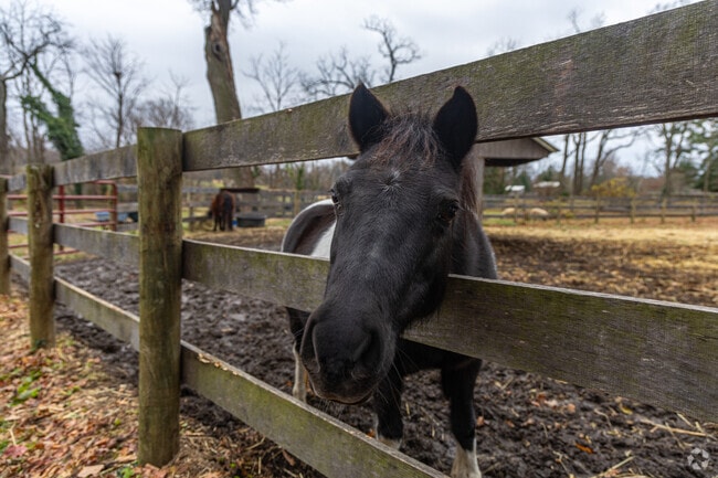 Olney Farm is a 264-acre private working pony farm in Bel Air South, Maryland.