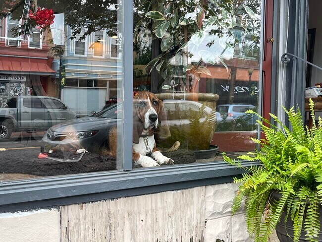 Hugo sits in the window sill of Splitting Hairs Salon ready to greet you in downtown Audubon, NJ